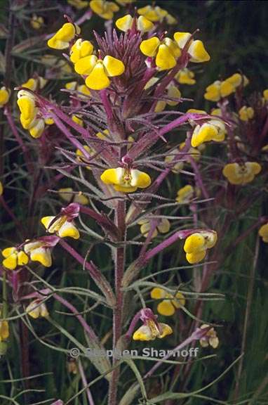 triphysaria eriantha 1 graphic